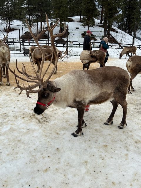 Close-up of a reindeer at Leavenworth Reindeer Farm in Washington