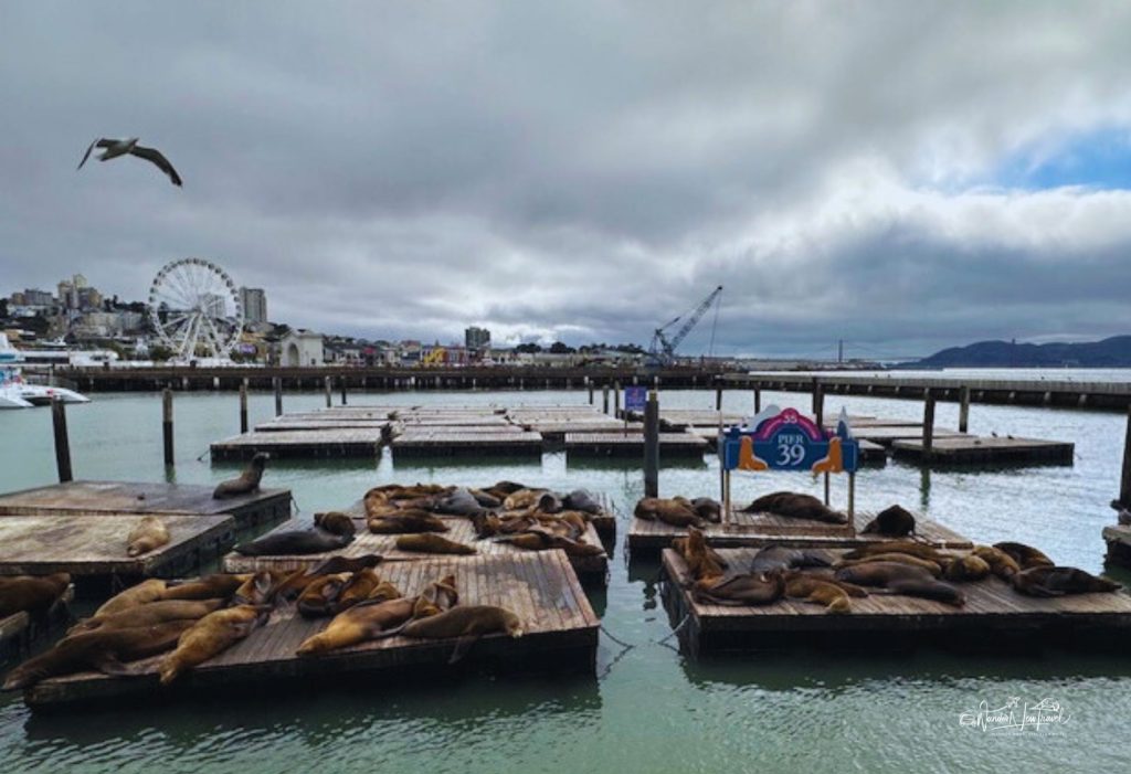 Sea lions lounging on floating docks at Pier 39 in San Francisco with the city skyline and Ferris wheel in the background — a must-see stop when planning the best time to visit San Francisco
