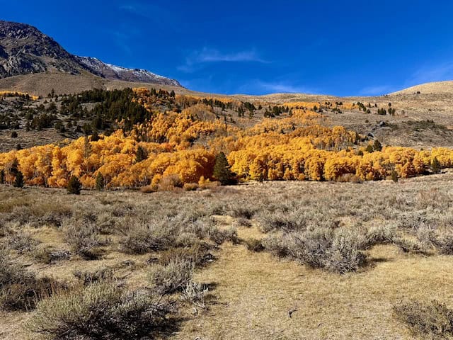 Golden aspens covering the mountain slopes near June Lake, California, under a deep blue fall sky — a classic Eastern Sierra autumn view