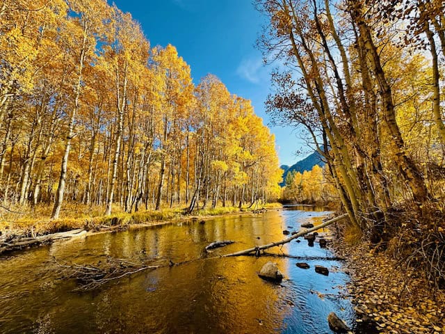 Scenic creek lined with golden aspens along the June Lake Loop in California during fall