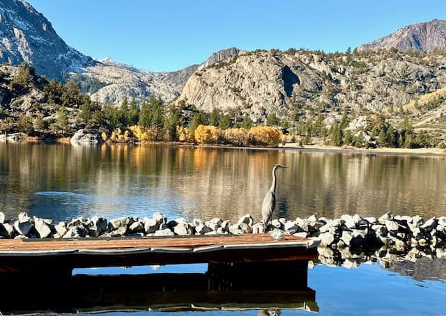 Blue heron standing on a wooden dock at Gull Lake, surrounded by golden fall foliage and rugged Sierra Nevada mountains near June Lake, California