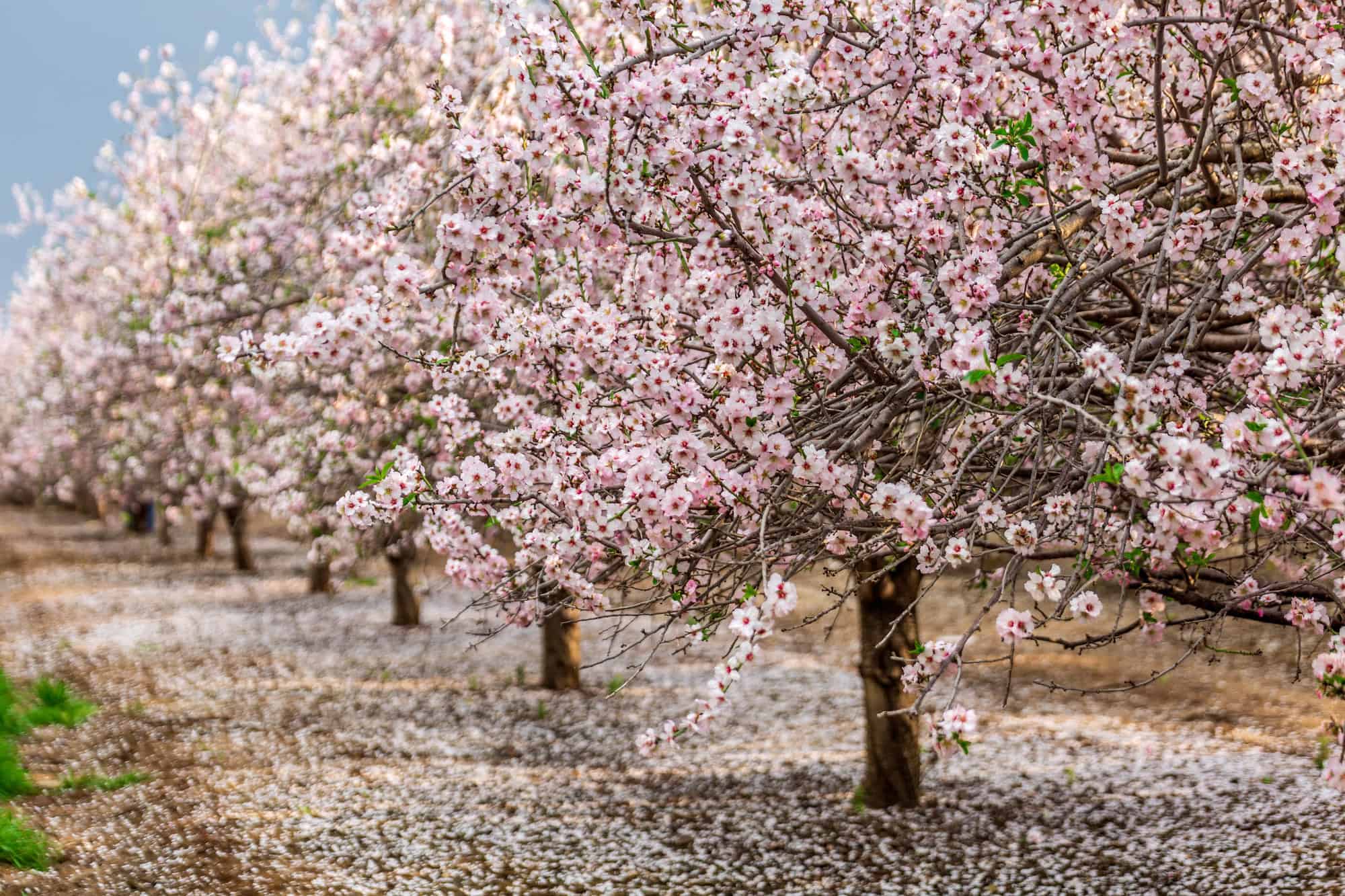 Rows of blooming almond trees in California’s Central Valley, their pink and white petals blanketing the ground in a scene locals call “California snow.”