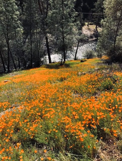 Golden California poppies blooming along the Hite Cove Trail near Yosemite National Park, overlooking the Merced River on a sunny spring day