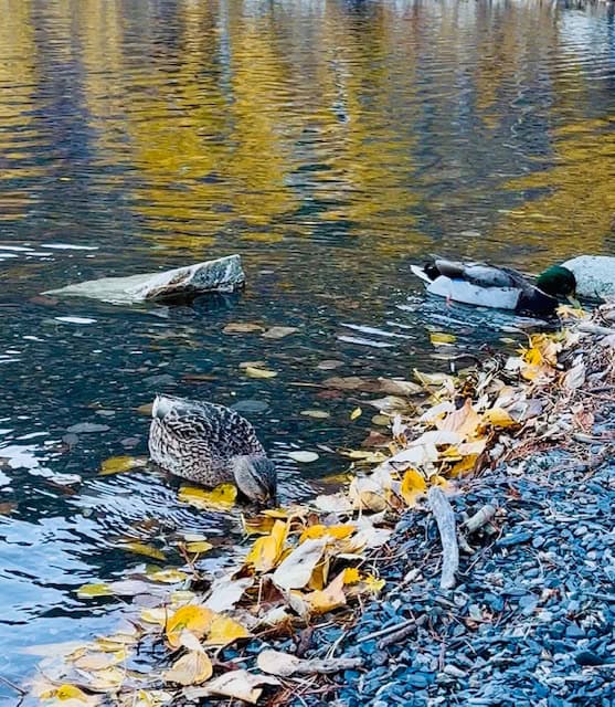 Ducks at Silver Lake surrounded by autumn leaves and golden reflections on the water