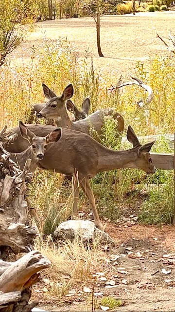 Group of deer grazing in a golden meadow surrounded by trees and fallen logs in Yosemite National Park, California