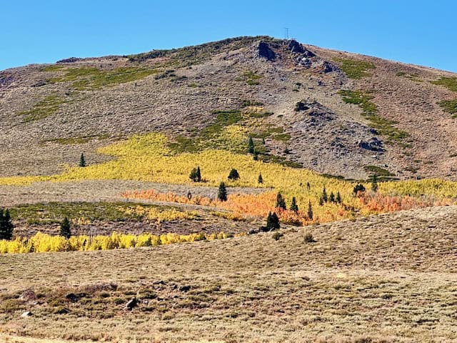 Vibrant fall foliage at Conway Summit along Highway 395 in California’s Eastern Sierra, with golden aspens spreading across rugged mountain slopes under a clear blue sky.