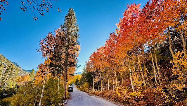 Fiery red and golden aspen trees lining a mountain road in Bishop Creek Canyon off Highway 395 in California’s Eastern Sierra on a sunny fall day.