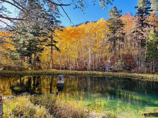 Golden aspen trees reflecting in the clear water of North Lake near Bishop, California, surrounded by pine trees and mountain peaks in the Eastern Sierra.
