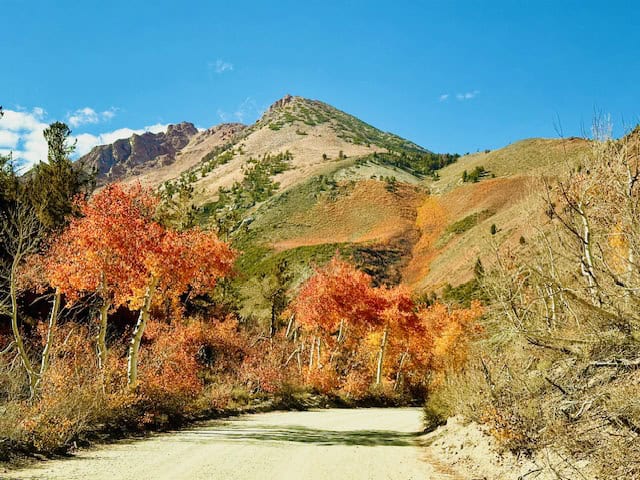 Vibrant red and orange aspen trees lining the dirt road to North Lake near Bishop, California, with rugged Sierra Nevada mountains rising in the background under a clear blue sky.