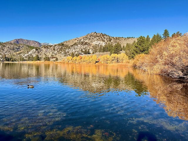 Golden fall foliage reflected on the calm waters of Gull Lake in California’s Eastern Sierra June Lake Loop, surrounded by rugged mountain peaks under a clear blue sky.