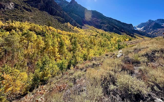 Golden aspen trees and rugged mountain peaks in McGee Creek Canyon along Highway 395 in California’s Eastern Sierra during peak fall foliage season