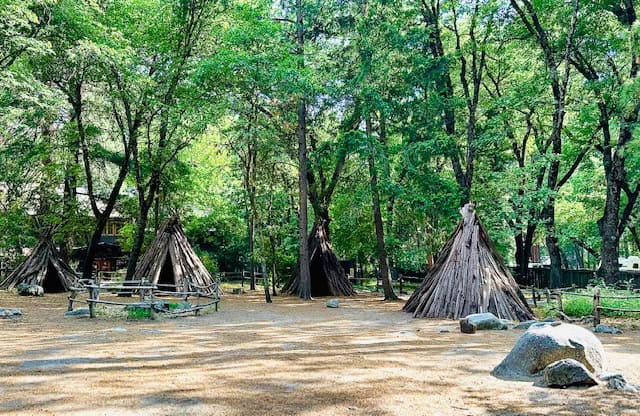 Traditional wooden Miwok huts surrounded by tall pine trees and forest light in Yosemite National Park’s Miwok Village