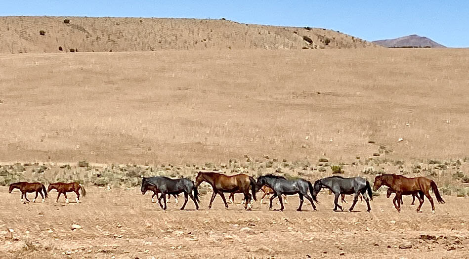 Wild mustangs roaming freely near Sagehen Summit along Highway 120, just off Highway 395 in California’s Eastern Sierra desert landscape