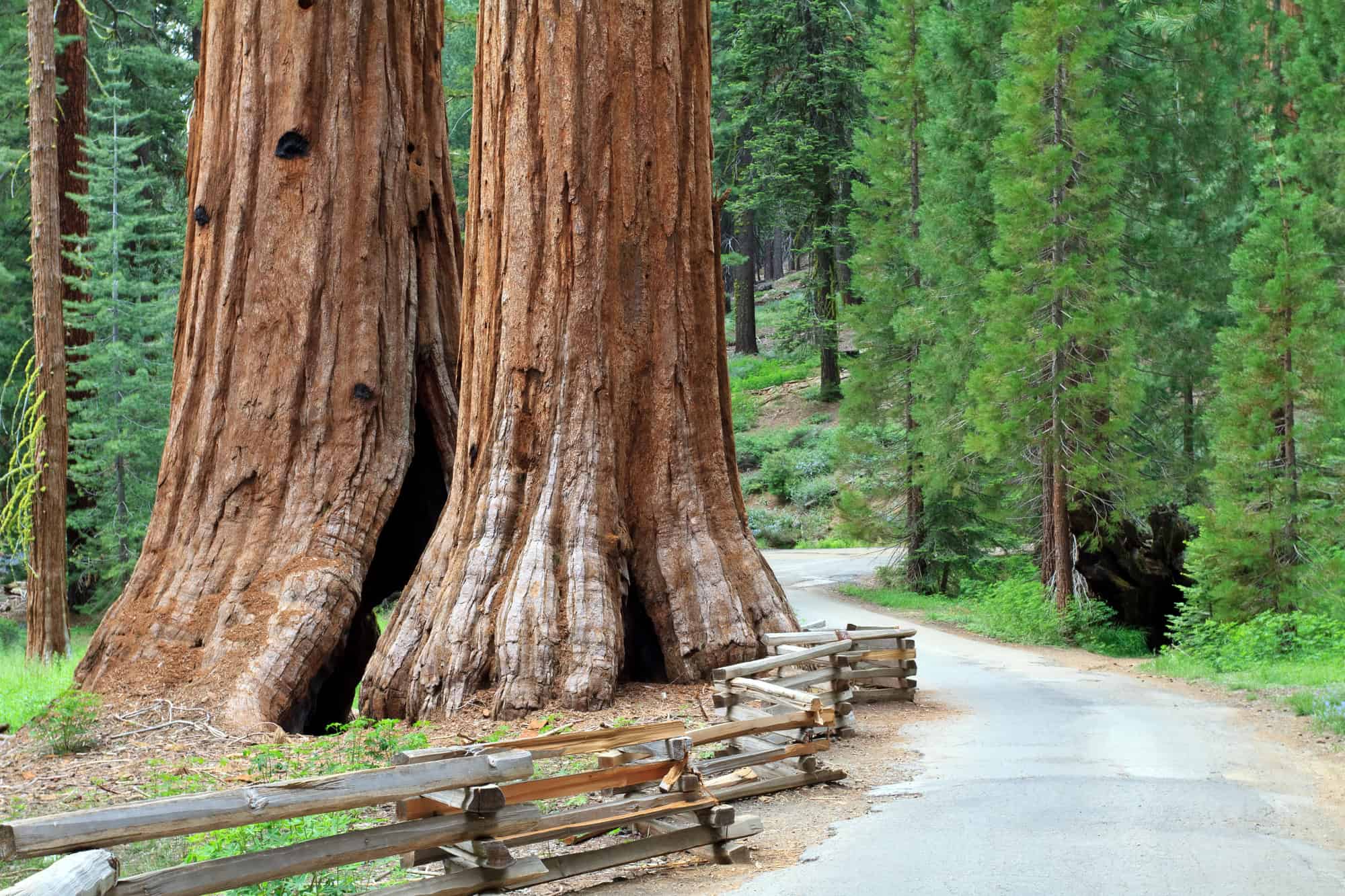 Massive sequoia trees towering over a quiet forest path in Yosemite National Park with a rustic wooden fence along the trail.