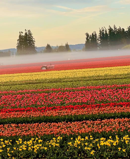 Colorful rows of tulips at the Wooden Shoe Tulip Festival in Oregon with morning fog and a tractor in the flower fields