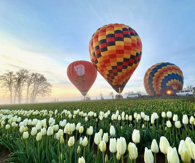 Hot air balloons inflating above rows of white tulips at sunrise during the Wooden Shoe Tulip Festival in Oregon