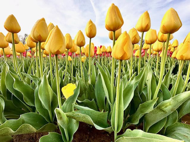 Low-angle view of yellow tulips standing tall during peak bloom at the Wooden Shoe Tulip Festival in Oregon