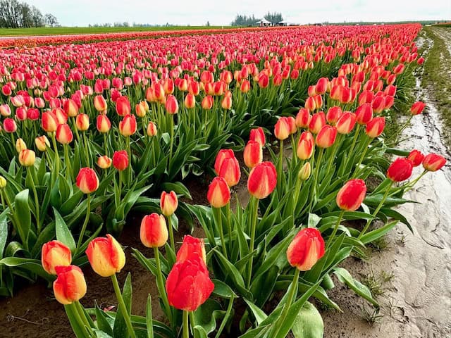 Endless rows of red and yellow tulips blooming at the Wooden Shoe Tulip Festival in Oregon on a spring day