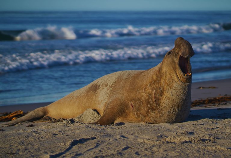 Elephant seal resting on the beach near Cambria, California, with ocean waves in the background, a popular wildlife viewing spot on the Central Coast