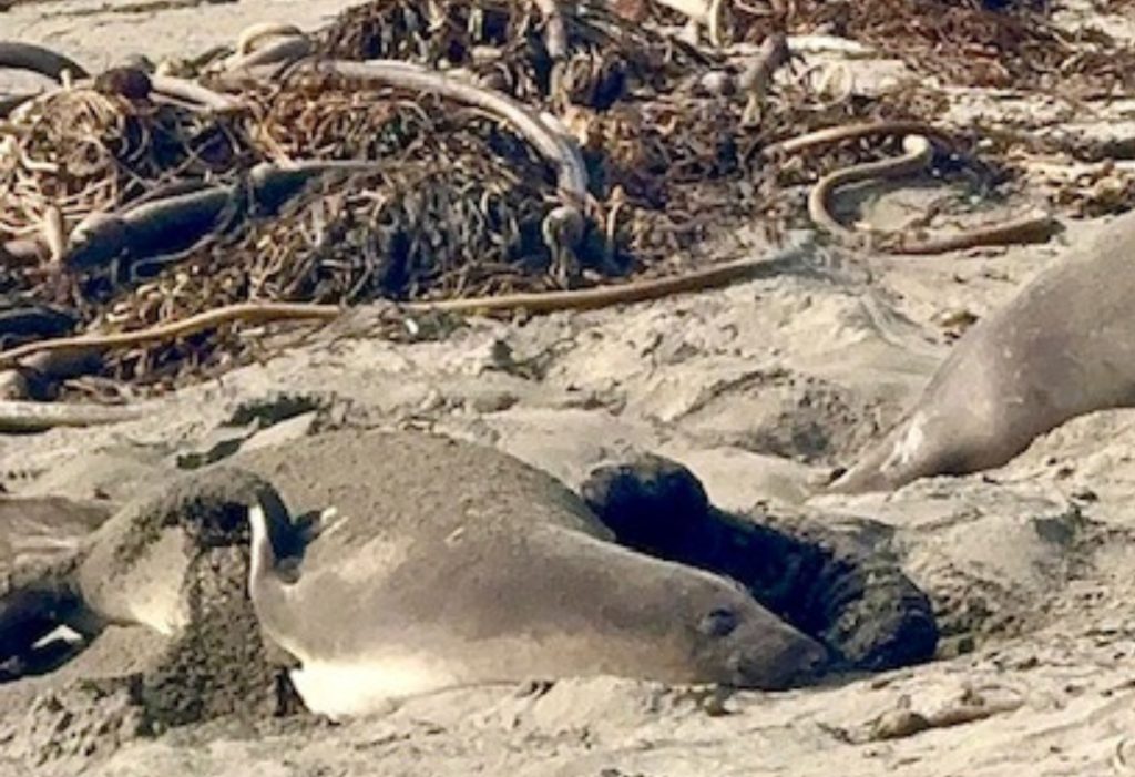 Elephant seal mother resting on the sand with her pup near Cambria, California