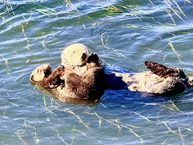 Sea otter mother and baby floating in calm water at Morro Bay near Cambria, California