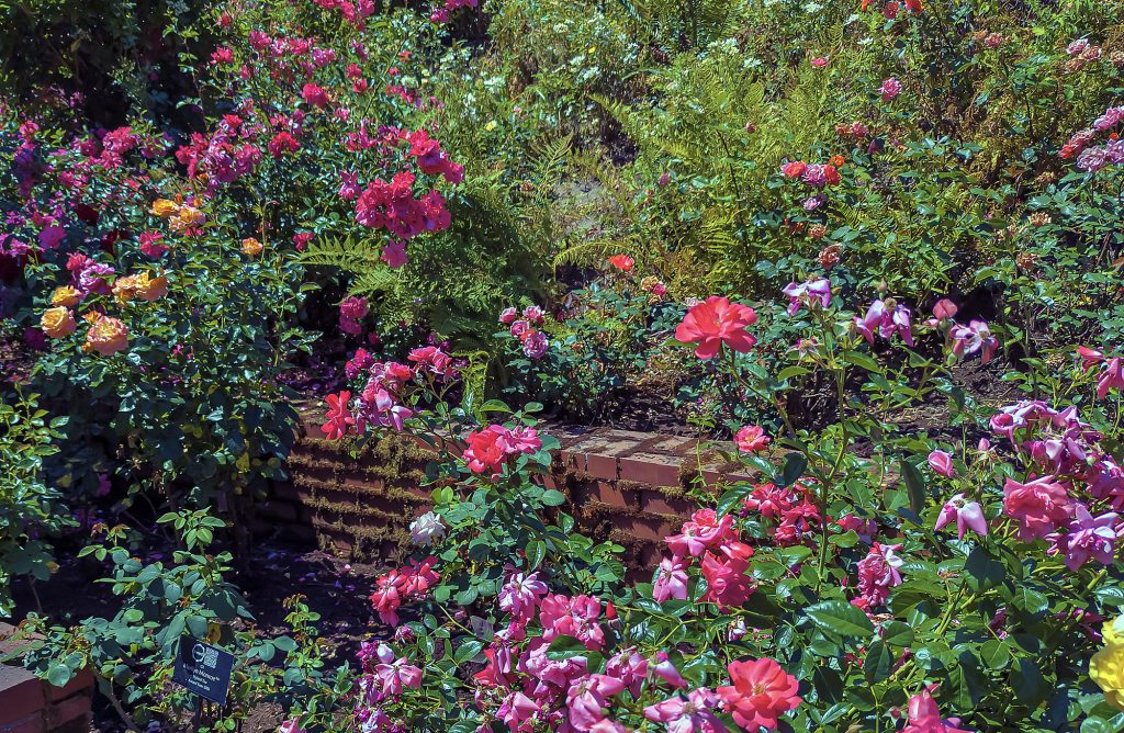 Colorful blooming roses and landscaped terraces at the International Rose Test Garden in Washington Park, Portland Oregon