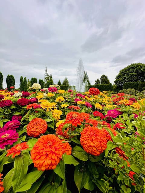 Colorful flower beds and a central fountain at The Oregon Garden in Silverton, Oregon, showcasing vibrant seasonal blooms on a cloudy day