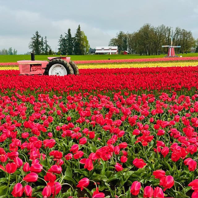 Red tulip fields at Wooden Shoe Tulip Farm near Portland, Oregon, with a vintage tractor and windmill on a cloudy spring day