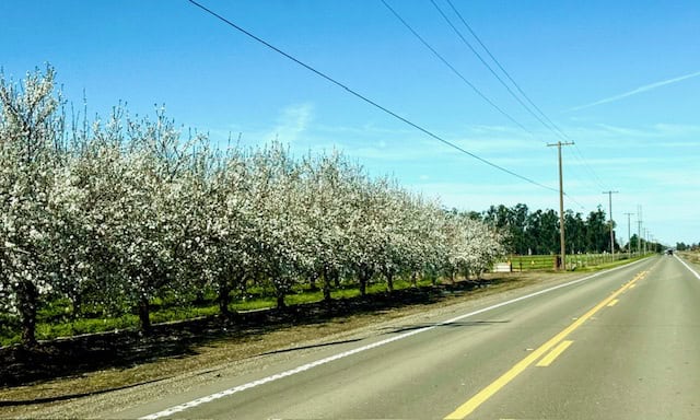 Almond blossoms in full bloom lining Almond Blossom Drive near Modesto, California during spring almond bloom season
