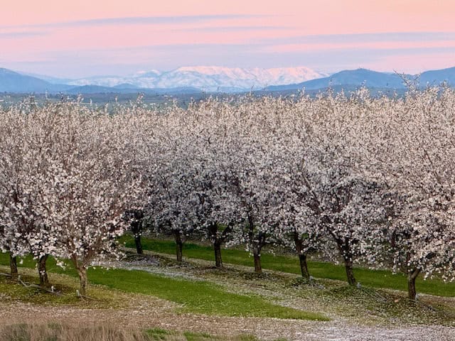 Almond trees in full bloom during the Modesto Almond Blossom Cruise with snow-covered Sierra peaks glowing at sunset