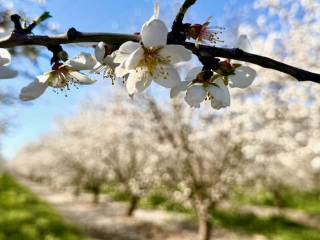 Close-up of white almond blossoms blooming on a tree branch at Rodin Farms near Modesto, California during spring almond bloom