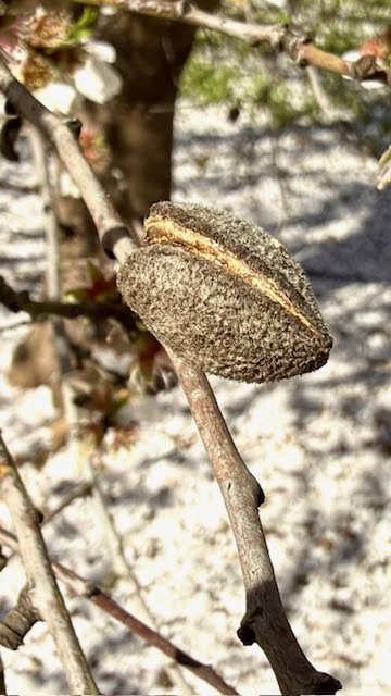 Almond shell forming on a branch in a Modesto California almond orchard after spring blossom season