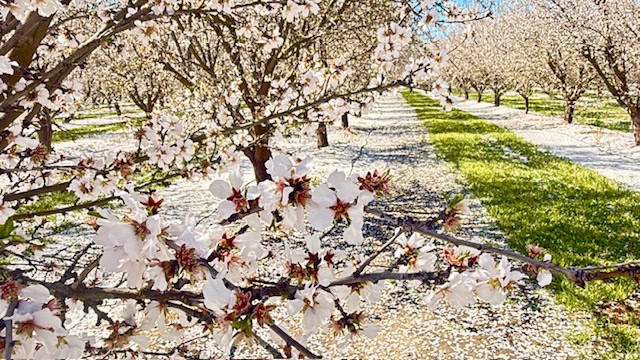 Almond blossoms covering the ground like snow in a blooming orchard at Rodin Farms near Modesto California