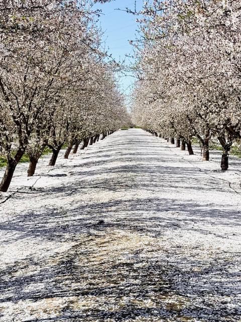 Almond blossom petals covering the ground like snow in an orchard at Rodin Farms near Modesto California
