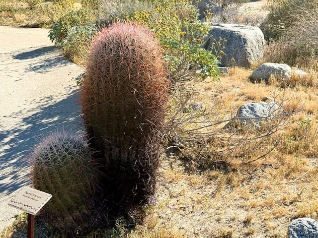 Barrel Cactus Along a Scenic Trail in Anza-Borrego Desert State Park