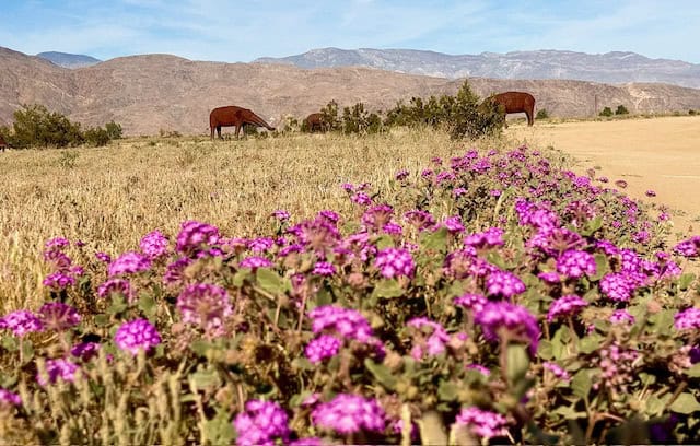 Purple wildflowers blooming in Anza Borrego Desert State Park with metal sculptures and mountain backdrop