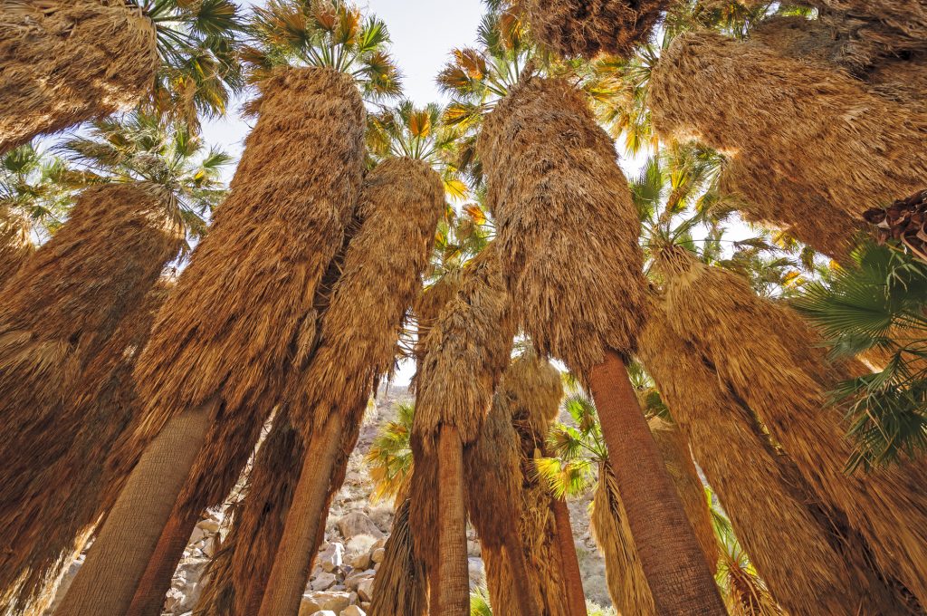 Upward view of towering palm trees in Palm Canyon oasis at Anza-Borrego Desert State Park, California