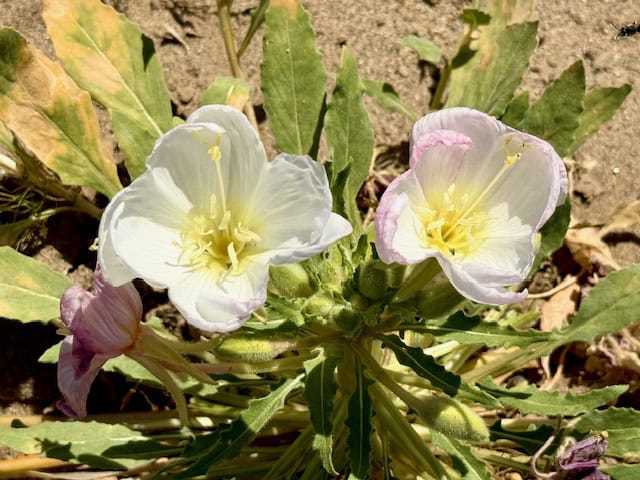 Close-up of white desert wildflowers blooming in Anza Borrego Desert State Park