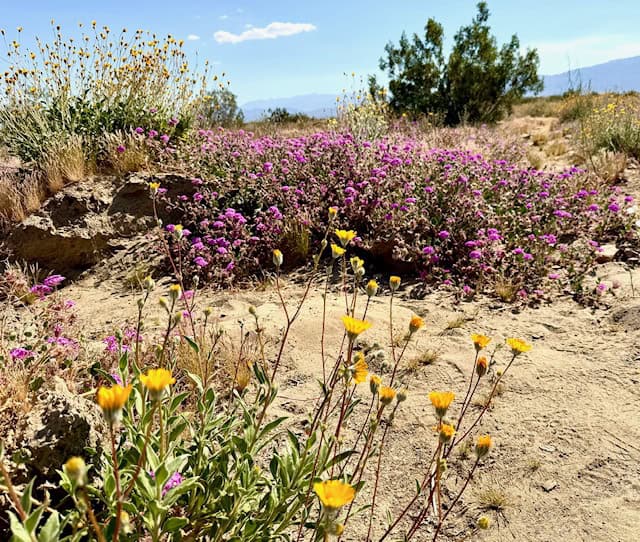 Colorful wildflowers blooming in Anza Borrego Desert State Park during spring superbloom