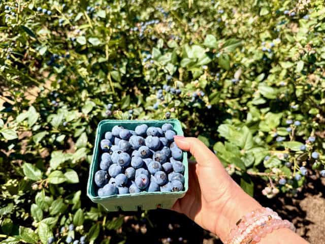 Fresh blueberries in hand at the Carlsbad Flower Farm u-pick farm with lush green blueberry bushes in the background