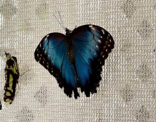 Blue butterfly at Butterfly Encounter exhibit at The Flower Fields in Carlsbad California with wings spread