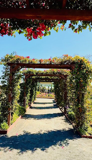 Flower-covered garden walkway at The Flower Fields in Carlsbad California with blooming arches and colorful vines