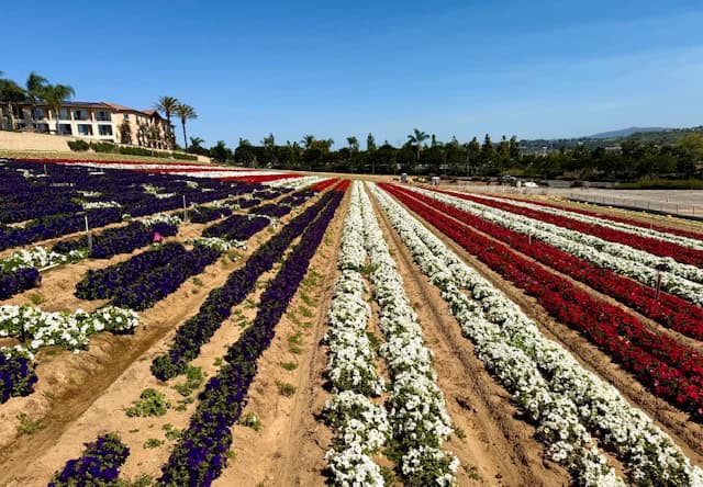 Rows of colorful flower fields arranged in striped patterns to lok like the American flag at The Flower Fields in Carlsbad California during spring bloom