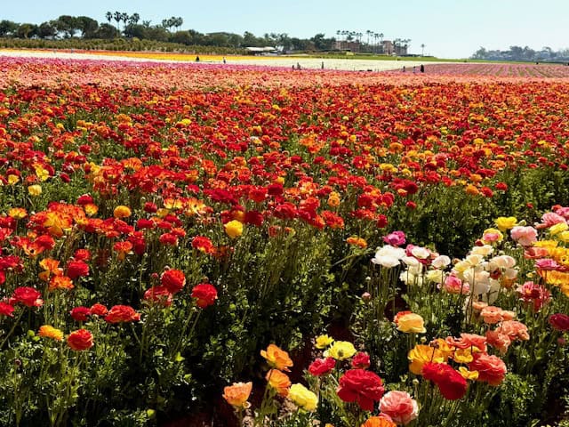 Colorful ranunculus flowers blooming across the Carlsbad Flower Fields in California during spring