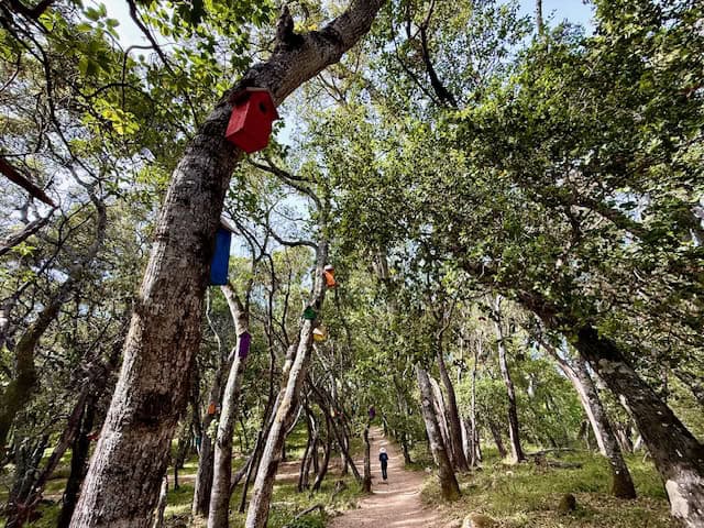 Colorful birdhouses hanging in trees along a shaded walking path at Filoli Gardens, peaceful woodland trail with greenery