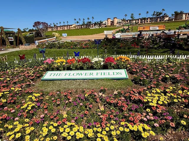 Colorful ranunculus flowers blooming at The Flower Fields in Carlsbad, California with scenic hillside views and vibrant spring garden display