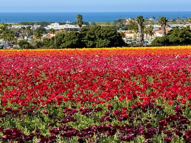 Colorful ranunculus flower fields in Carlsbad California with Pacific Ocean view in the background during spring bloom