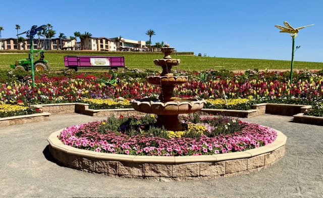 Decorative fountain surrounded by colorful flower beds at The Flower Fields in Carlsbad California with garden art and blooming ranunculus