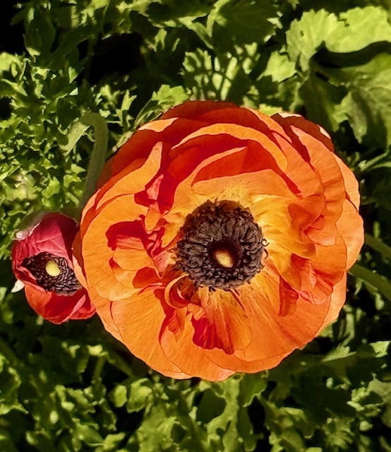 Close-up of orange ranunculus flower blooming at The Flower Fields in Carlsbad California with detailed petals and green foliage