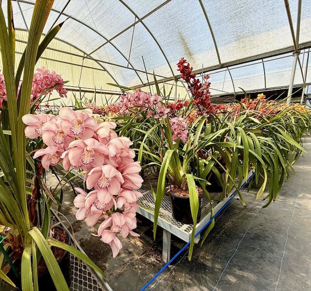 Orchid greenhouse at The Flower Fields in Carlsbad California with blooming pink and red orchids inside a covered nursery